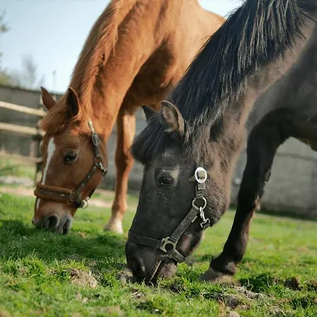 아파트 Bauernhof Am Wattenmeer